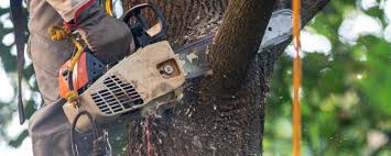 Best Lot and Land Clearing  in Lake Arrowhead, CA