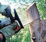 How Our Tree Care Process Works  in  Lake Arrowhead, CA