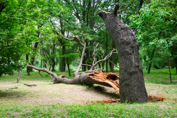 Best Tree Maintenance Programs  in Lake Arrowhead, CA