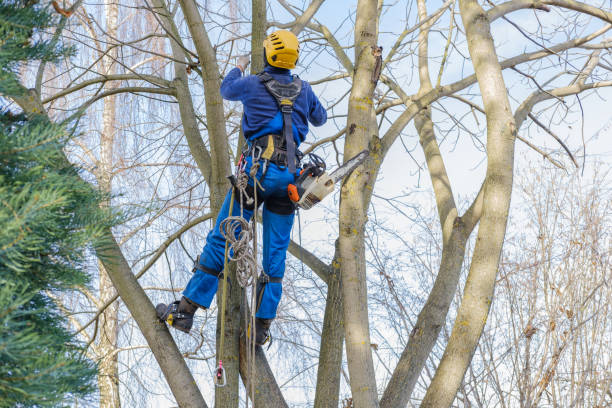 Lake Arrowhead, CA Tree Care Company