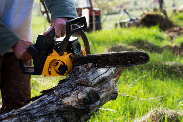 Best Fruit Tree Pruning  in Lake Arrowhead, CA